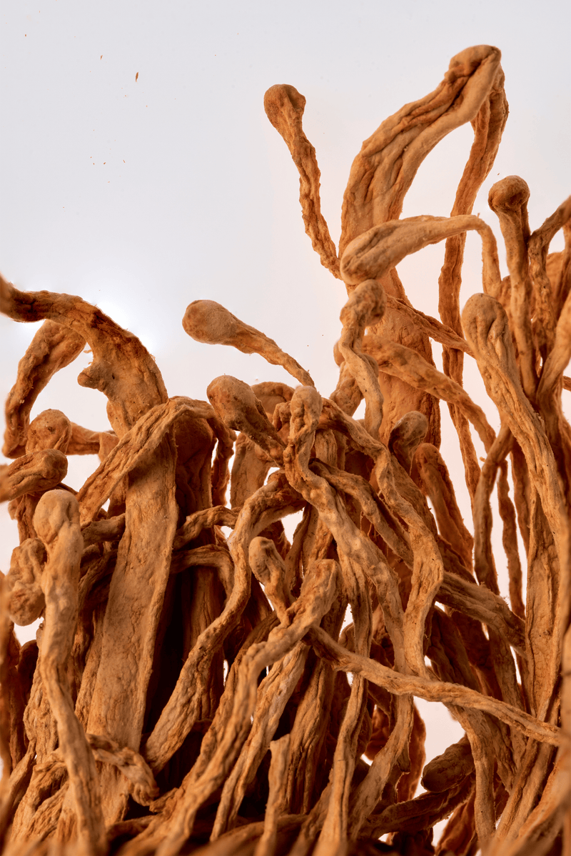 Cordyceps