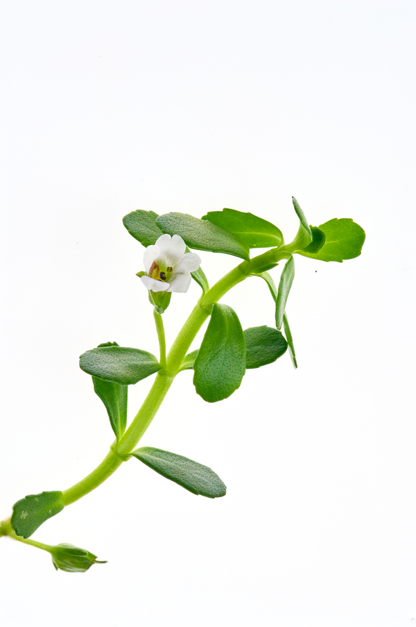 Bacopa