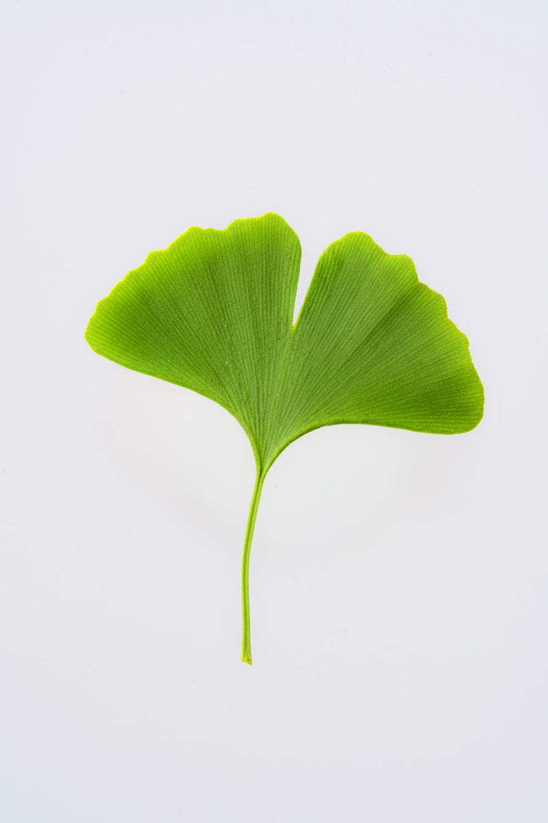 Ginkgo Biloba